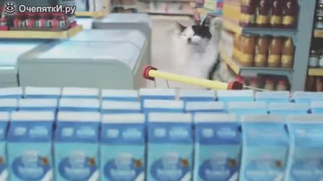 Котячый супермаркет