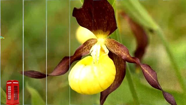 Excel 8 Grade Module 6 The Natural World Flowers