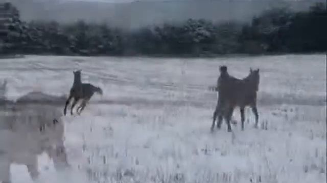 Takla Makan смотреть онлайн