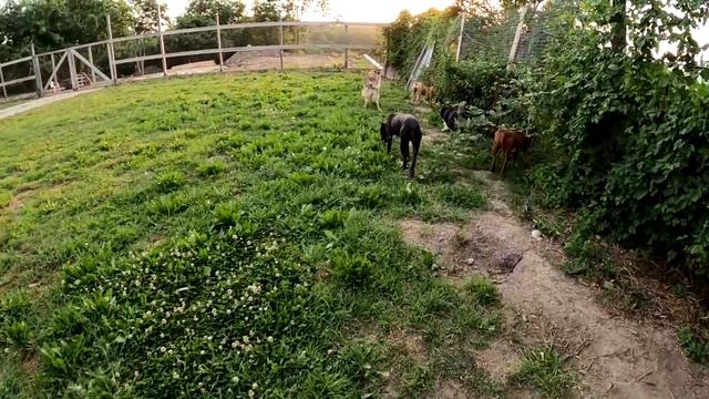 Влог с нашей бандой! Стройка/занятия на удочку/Питбуль/Волк/Дворняжка/Кот. смотреть онлайн