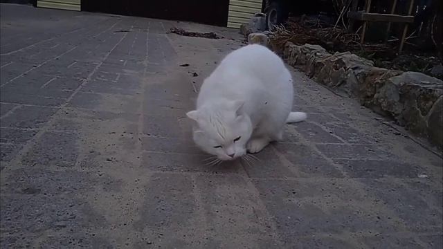 ПОЧЕМУ КОШКИ МНОГО СПЯТ? смотреть онлайн