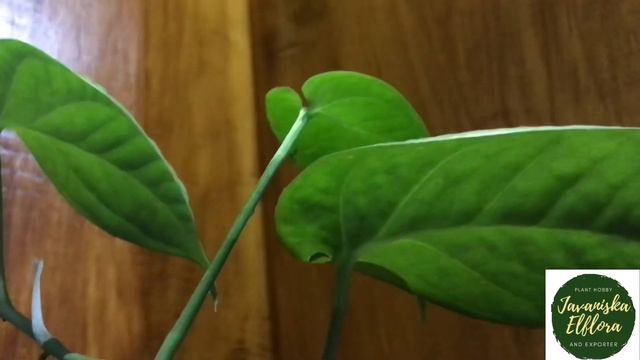 Amydrium Silver | Plant Identification | #AmydriumSilver #Amydrium #JavaniskaElflora #Amydriumsp