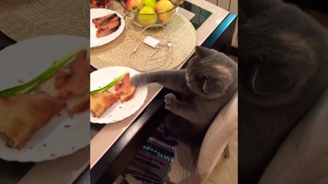 ПРИКОЛ Кот ворует еду со стола / Video with cat смотреть онлайн