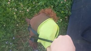 ?тренировка? #хобби хорсинг# ❤️Машка бумажка и её питомцы❤️