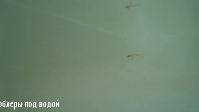 Копия Zip Baits Orbit 90 с Алиэкспресс# смотреть онлайн