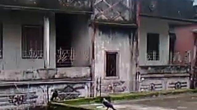 Birds of the Dawn - Crows смотреть онлайн