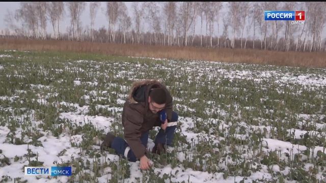 В Омской области заработали зимние столовые для диких зверей смотреть онлайн
