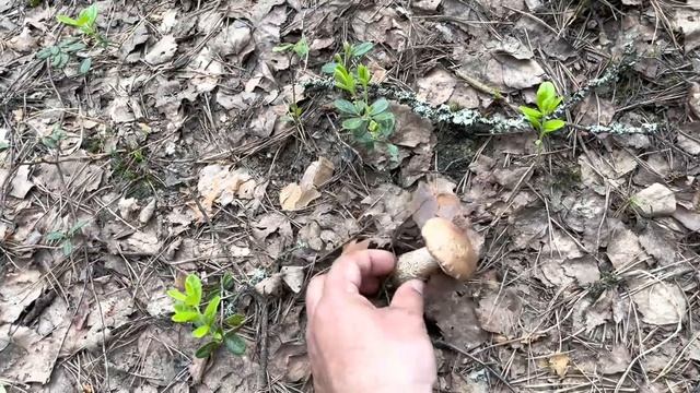 ПОШЛИ БЛАГОРОДНЫЕ ГРИБЫ в ИЮНЕ! Лесная дорога. Грибы 2022 смотреть онлайн