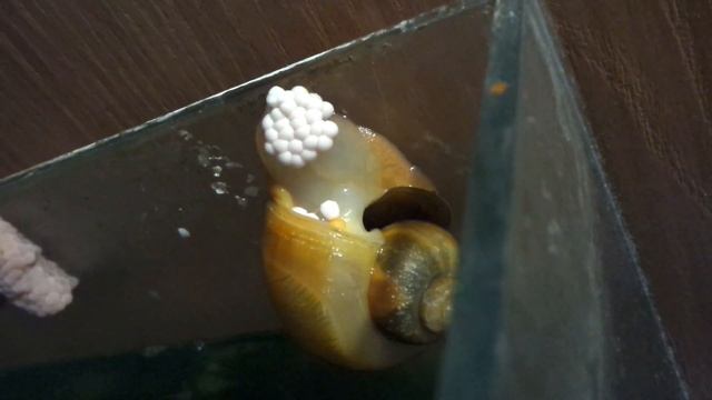 Улитка откладывает икру.