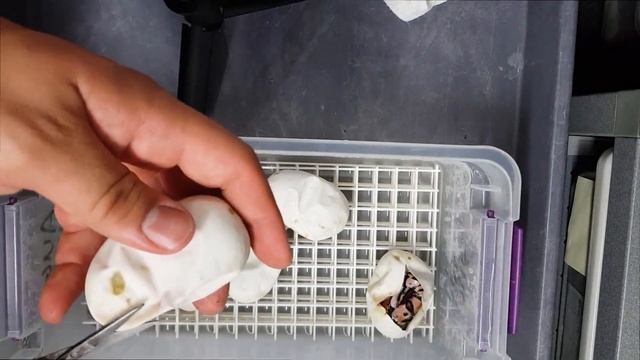 Egg cutting 2 clutches Clown and Inferno ball pythons! смотреть онлайн