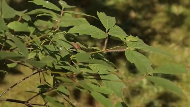 Как шум в помещении влияет на здоровье и производительность труда смотреть онлайн