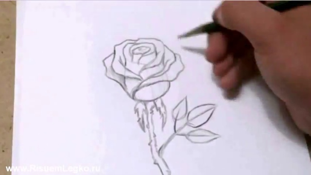 Как быстро и красиво нарисовать розу смотреть онлайн