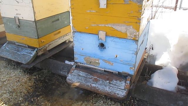 Облет пчел после зимовки смотреть онлайн
