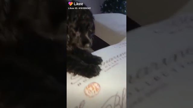 видео из лайка💕🐾~Англиский кокер спаниель ~Боня life смотреть онлайн