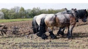 Упряжь для лошади – учимся запрягать коня