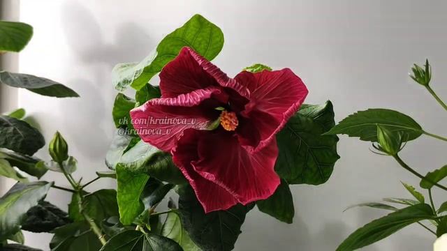 Black Dragon ?? смотреть онлайн