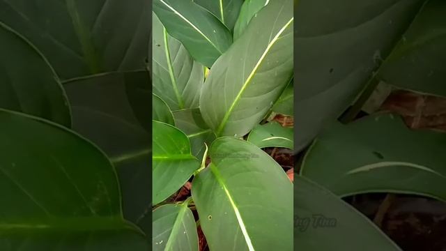 #diffenbachia /Dumbcane #Green Magic@RootsPlantHuntingbyTina смотреть онлайн