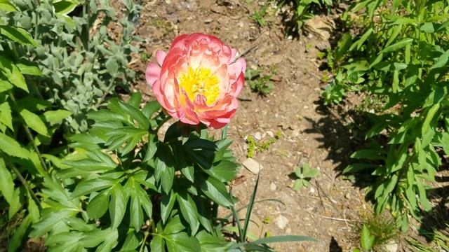 Pink Hawaiian Coral peony смотреть онлайн