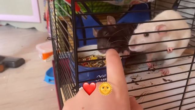 ??Даю крысам одуванчики ?? смотреть онлайн