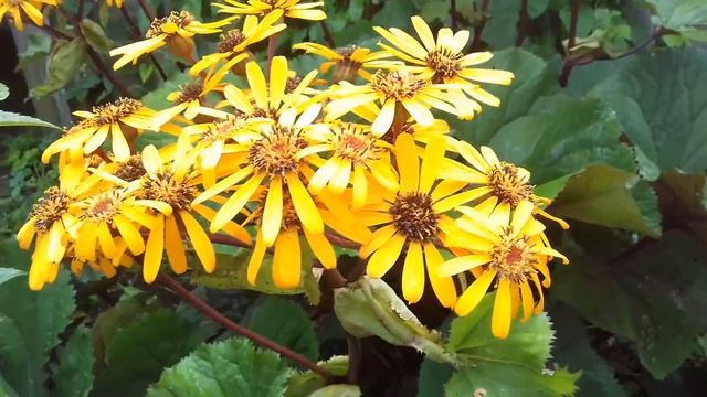 Бузульник зубчатый смотреть онлайн