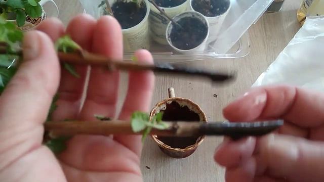 Зимнее черенкование кустарников. Результат смотреть онлайн