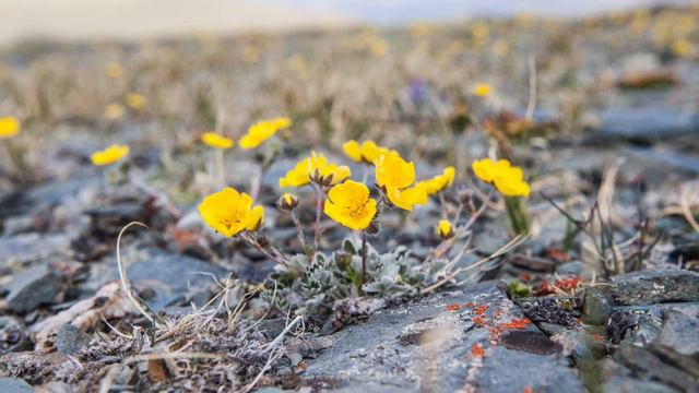 В поисках неземных красот. Алтай. смотреть онлайн