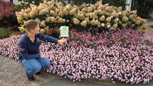 FALL UPDATE: 2021 Annual Plant of the Year: SUPERTUNIA Mini Vista Pink Star Petunia смотреть онлайн