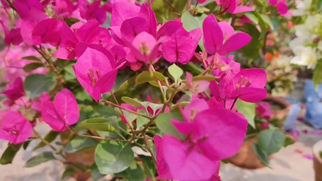 bougainvillea...... I'd__THAI RANI смотреть онлайн
