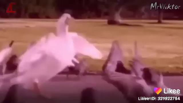 Розовый гусь смотрит в окно! смотреть онлайн