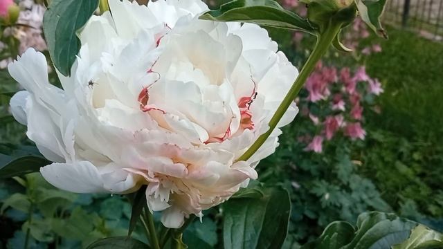 ?ПИОНЫ? смотреть онлайн