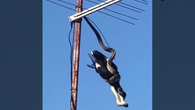 A currawong vs carpet python in Kingscliff, Australia смотреть онлайн