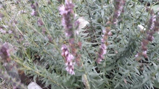 #иссоп / Иссоп розовый (лат. hyssopus officinalis), лекарственое растение. Посадка, цветение, польз смотреть онлайн