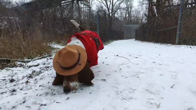 basset hound sniffs out crime! смотреть онлайн