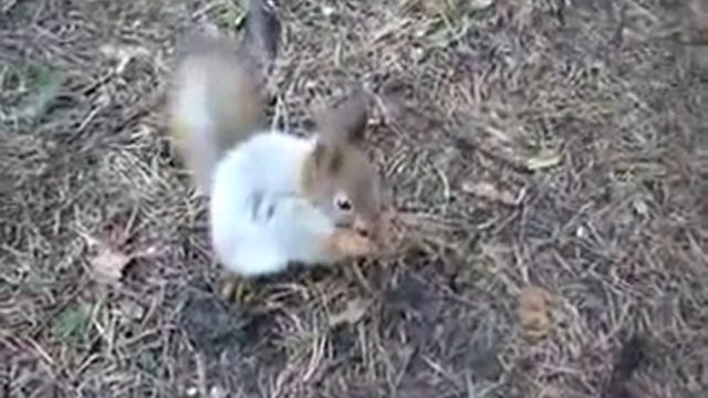 Белка в Екатерининском парке. смотреть онлайн