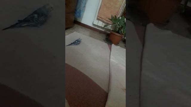 Волнистый попугай и котенок смотреть онлайн