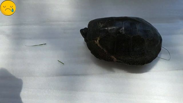 ЧЕРЕПАХЕ ОЧЕНЬ БОЛЬНО ? смотреть онлайн