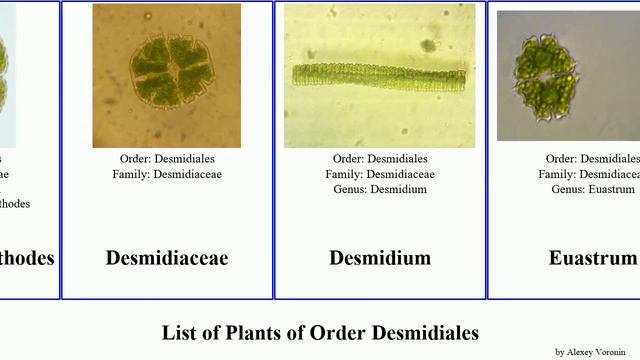 List of Plants of Order Desmidiales closterium venus botrytis Cosmarium Euastrum Penium Migration смотреть онлайн