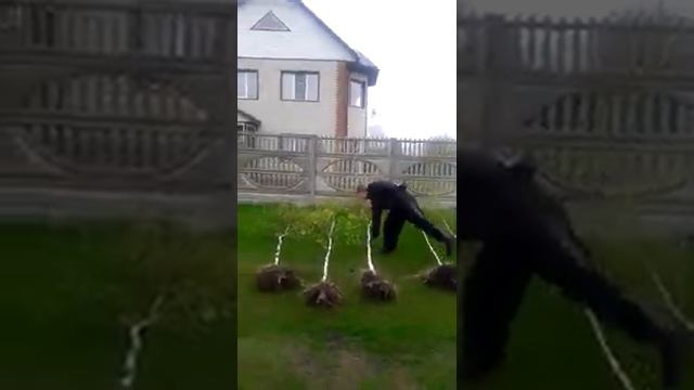 саженцы берез, Юмор смотреть онлайн
