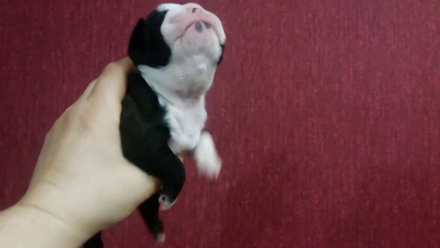 Бон фо Шоу  Гёрл оф Май Дрим