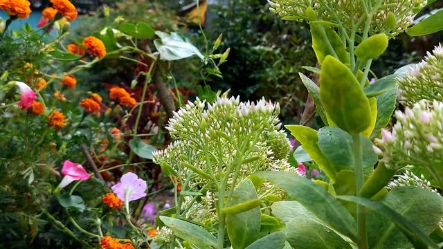 Красота и польза в одном цветке. смотреть онлайн