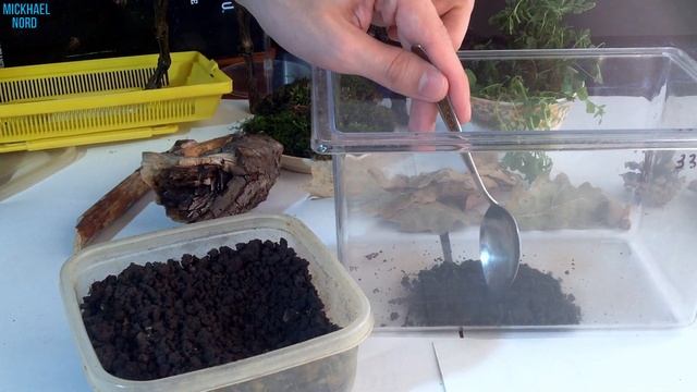 БОГОМОЛ ДОМА / ТЕРРАРИУМ для БОГОМОЛА смотреть онлайн