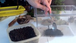 БОГОМОЛ ДОМА / ТЕРРАРИУМ для БОГОМОЛА