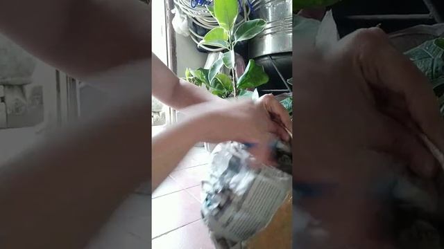 Unboxing Hoya Carnosa varigated tricolour смотреть онлайн