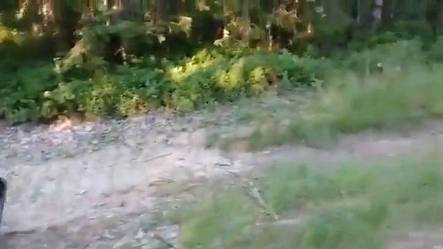 По лесным дорогам на мотобуксировщике МУЖИК смотреть онлайн