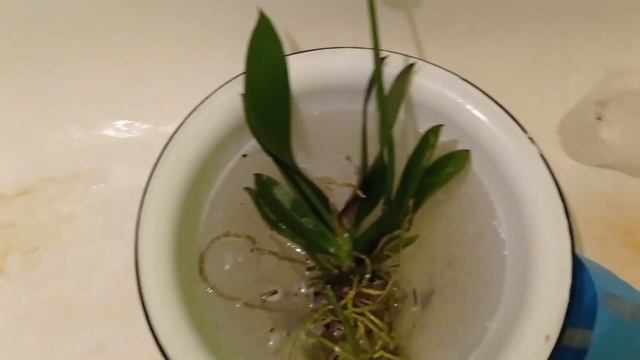 Пересадка орхидеи из магнита. Обработка от вредителей. Посадка в керамзит. ??? смотреть онлайн