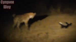 МЕДОЕД В ДЕЛЕ! Медоед Против Львов и стаи Гиен