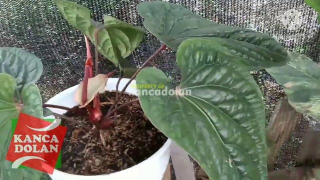 Harga Tanaman Hias Populer | Alocasia | Keladi | Anthurium | Hockery | Philodendron смотреть онлайн