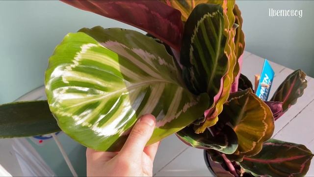 Шикарные новинки калатей! Комнатные растения.