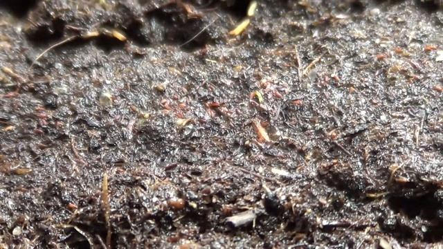 Астильба из семян. Месяц после посева смотреть онлайн