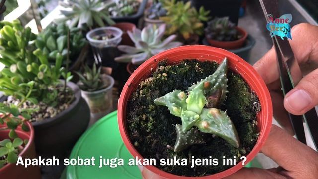 Jenis Kaktus Langka Yang Unik Faucaria Tuberculosa | Rare Plant